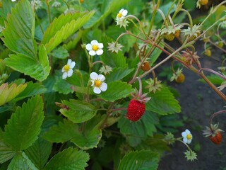 Ripe Strawberries in the Garden: A Fresh Harvest of Nature's Sweetest Bounty

