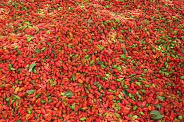 Tas de piments rouges récoltés au Sénégal. Production de fruits colorés amassée sur une toile...
