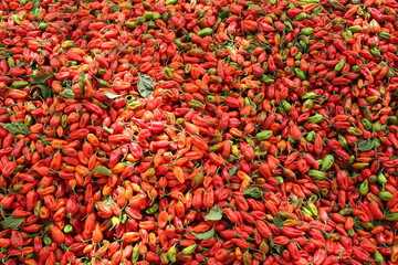 Tas de piments rouges récoltés au Sénégal. Production de fruits colorés amassée sur une toile posée sur le sol. Photo prise en mai 2024 dans la région de Kaolack.