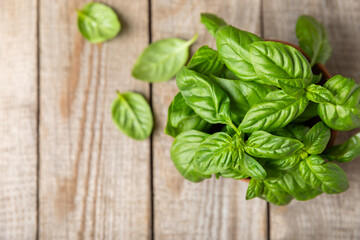 Green basil leaves on a textured wooden background. Kitchen herbs, spices. Fresh green organic basil. Vegan. Greens for salad. Place for text. Copy space.