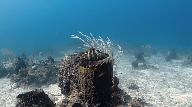Endangered Nassau grouper fish floating over brown sponges in the Caribbean Sea.