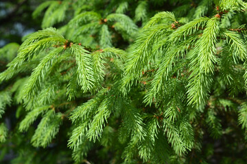 Bright and beautiful nature, green branches of pine trees, spruces and fir trees illuminated by...