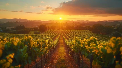 Scenic sunrise over Bolgheri and Castagneto vineyards landscape