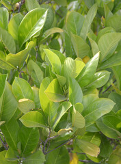 close up of green jackfruit tree with green leaves