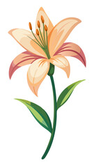 Lily illustration, Lily flower vector art, Lily flower illustration, Lily vector,  illustration of Lily isolated on white