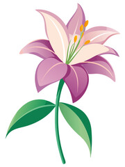 Lily illustration, Lily flower vector art, Lily flower illustration, Lily vector,  illustration of Lily isolated on white