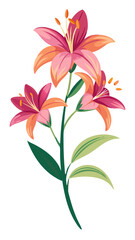 Lily illustration, Lily flower vector art, Lily flower illustration, Lily vector,  illustration of Lily isolated on white