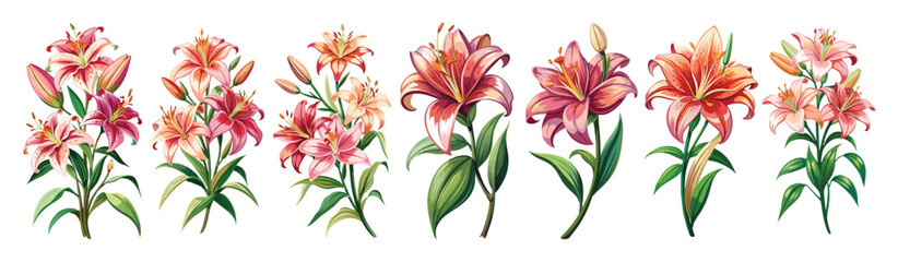 Lily illustration, Lily flower vector art, Lily flower illustration, Lily vector,  illustration of Lily isolated on white