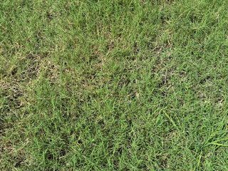 green grass texture background