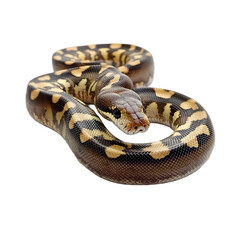 [Transparent Background PNG]Close Up Of A Brown And Yellow Snake With White Background