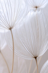 Extreme close-up of delicate dandelion seeds, macro photography
