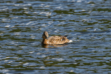 Mallard duck female (Anas platyrhynchos) swimming in the water