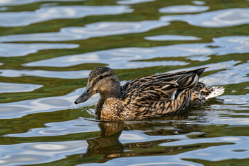 Mallard duck female (Anas platyrhynchos) swimming in the water