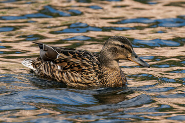 Mallard duck female (Anas platyrhynchos) swimming in the water