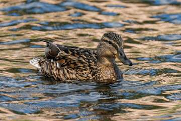 Mallard duck female (Anas platyrhynchos) swimming in the water