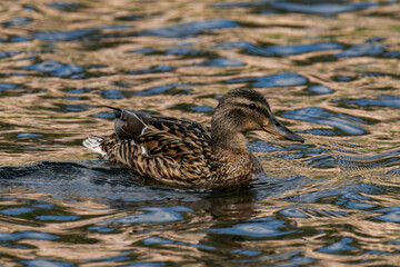 Mallard duck female (Anas platyrhynchos) swimming in the water