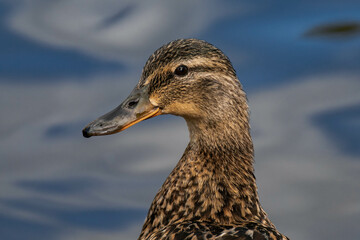 Mallard duck female (Anas platyrhynchos) close-up with water in the background