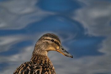 Mallard duck female (Anas platyrhynchos) close-up with water in the background