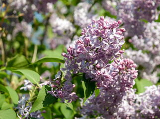 Branches of blooming lilac in sunlight close up