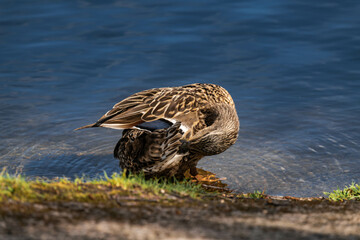 Mallard duck female (Anas platyrhynchos) cleaning her feathers