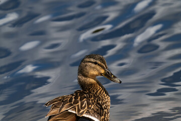 Mallard duck female (Anas platyrhynchos) close-up with water in the background