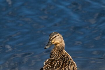 Mallard duck female (Anas platyrhynchos) close-up with water in the background