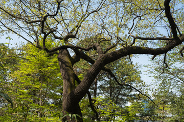 Vibrant Forest: A Landscape of Green, Red, and Brown Trees