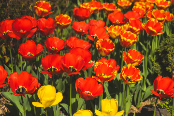 Vibrant Tulips in Bloom: A Stunning Landscape of Spring