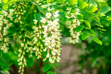 Acacia Trees and Flowers: A Beautiful Natural Landscape