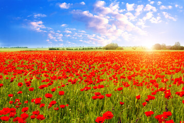 Beautiful summer landscape field with bright red flowers .