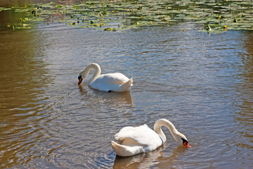 Close-up of swimming white swans on blue pond water.
