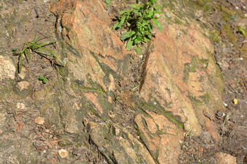 Beautiful bright and unusual natural backgrounds made of large stones with deep cracks, water, green plants with a yellow squeak.