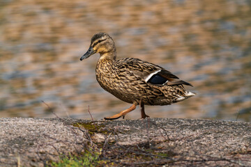 Mallard duck female (Anas platyrhynchos) walking in the sun