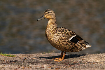 Mallard duck female (Anas platyrhynchos) standing in the sun