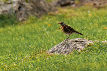 Fieldfare (Turdus pilaris) sitting in the grass