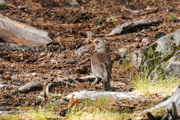Fieldfare (Turdus pilaris) on the ground of a forest