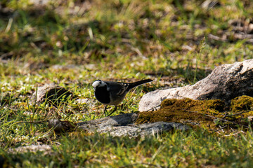 White wagtail (Motacilla alba) in summer