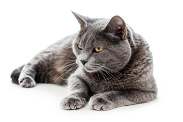 Fototapeta premium A gray cat is laying down on a white surface, relaxed and calm