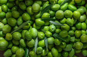 Close- up on freshly harvested olives