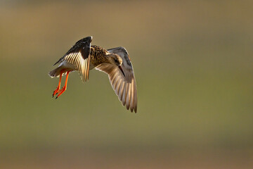 Kampfläufer - Weibchen // Ruff - female (Calidris pugnax)