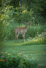 White Tailed Deer Summer Flowers