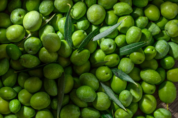 Background of freshly picked olives