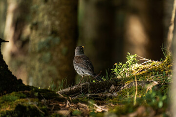 Fieldfare (Turdus pilaris) on the ground of a forest