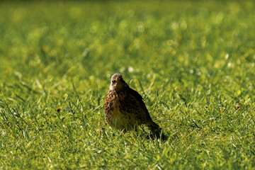 Fieldfare (Turdus pilaris) sitting in the grass