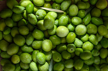 Close up of freshly picked green olives