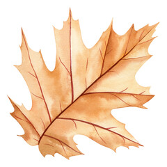 Dry oak leaf watercolor, autumn set of elements on isolated white background, watercolor illustration, hand drawing leaf