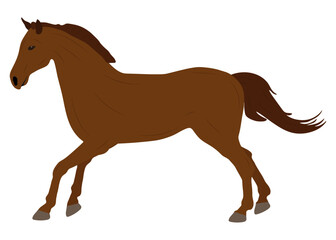 Moving beautiful brown horse on white background. Vector illustration