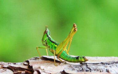 Green grasshopper on a tree. Omocestus viridulus, known in the British Isles as the common green grasshopper.