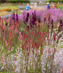 Naklejka premium Pink drought resistant Sanguisorba flowers at Wisley garden, Surrey UK. The extensive flower beds have mainly perennial plants growing in them.