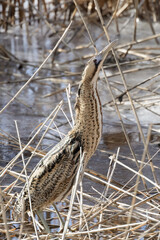 Eurasian bittern